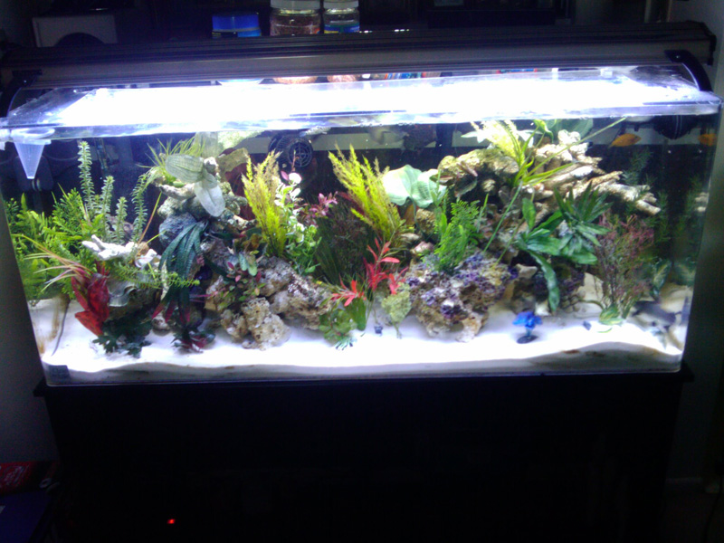 Aquarium City – Tropical Fish Store Los Angeles